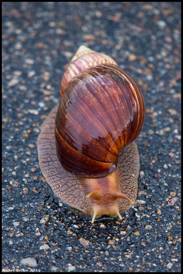 gorgeous snail by Andre Botha