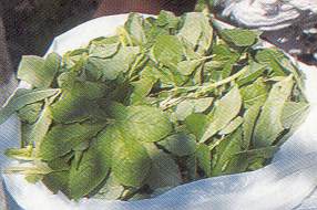 freshly harvested leaves