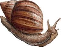 snail
