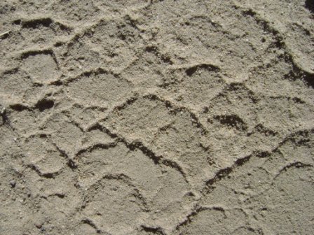 elephant footprint.JPG