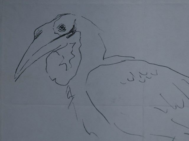 fascinating birds to sketch