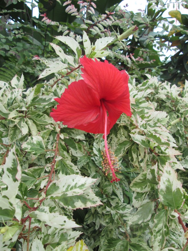 bright hibiscus at Bumi