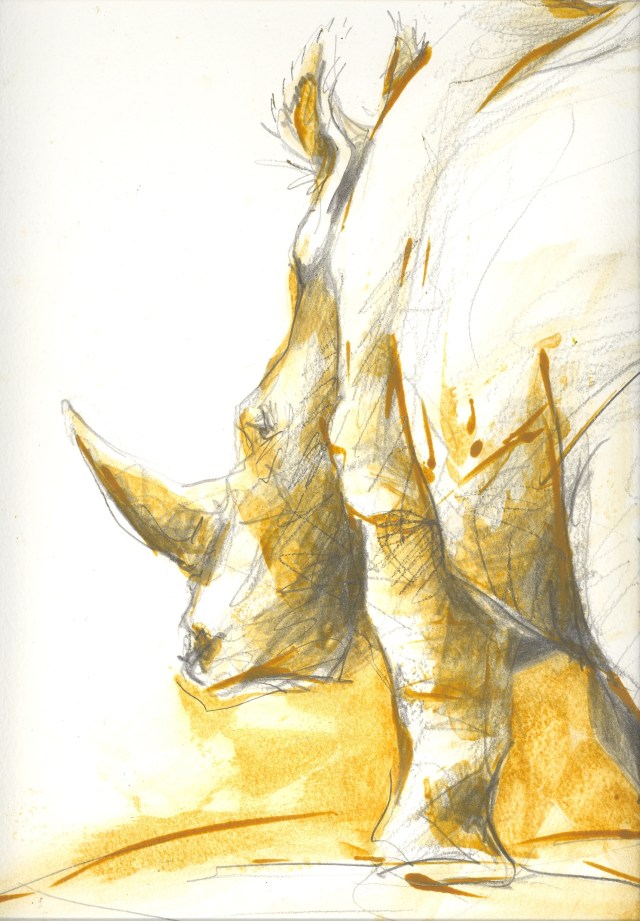 white rhino sketch by Lin Barrie