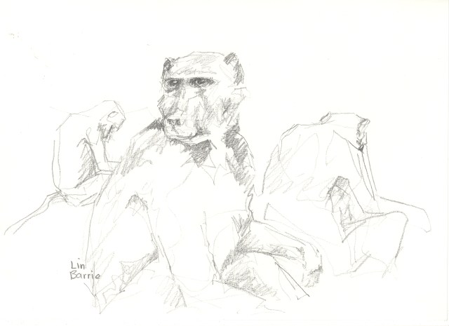 I never tire of sketching baboons...such characters...