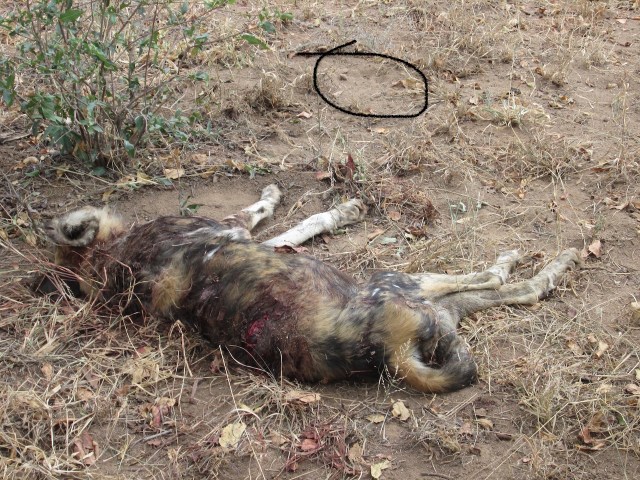 the broken Alpha male lo res lion print.jpg