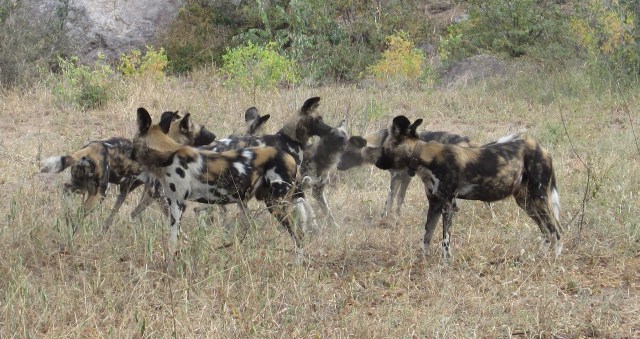 the pack consoles the Alpha female lo resjpg.jpg