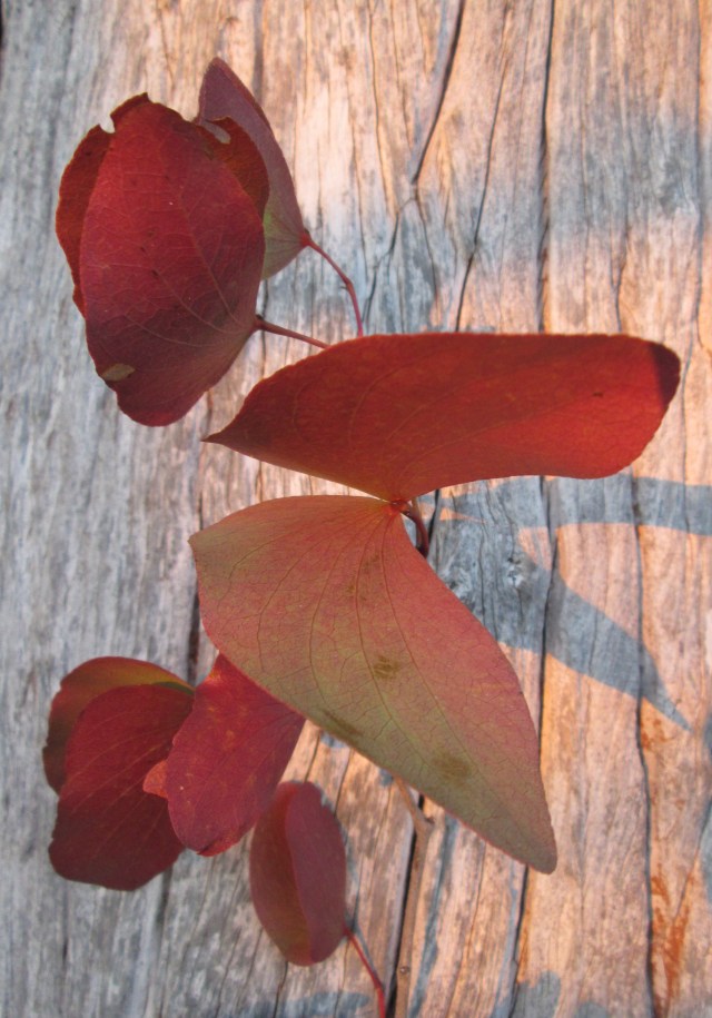 mopani leaf butterflies on mopani tree trunk...