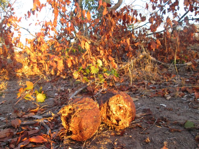 elephants love chewing on mopani bark and leaves...