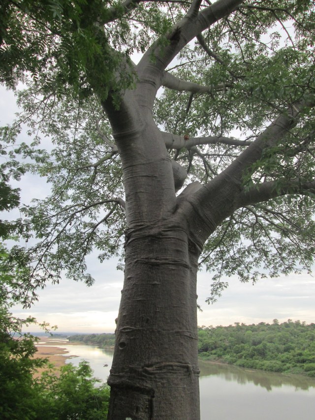 baoaba tree and rainy sky lo res.JPG
