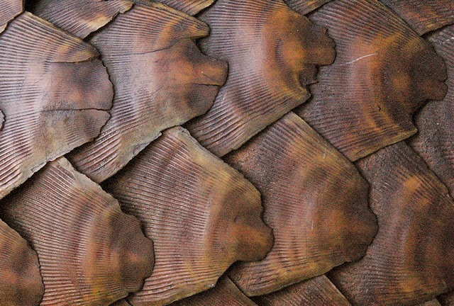 pangolinScales.jpg