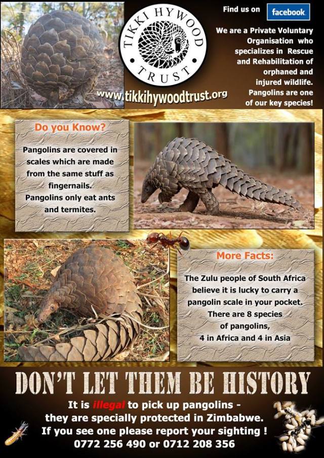 Tikki Hywood poster 1.JPG