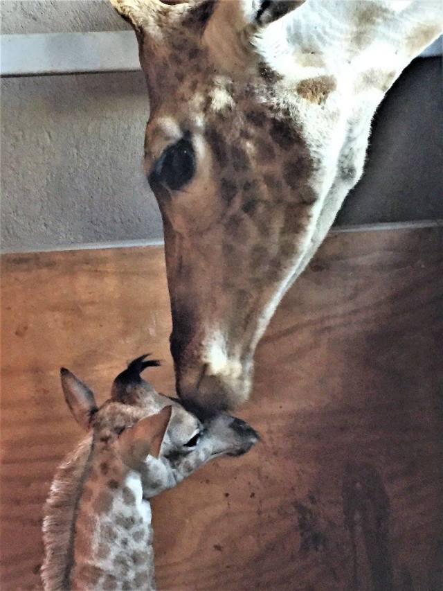 wild is life giraffe mum and baby.jpg