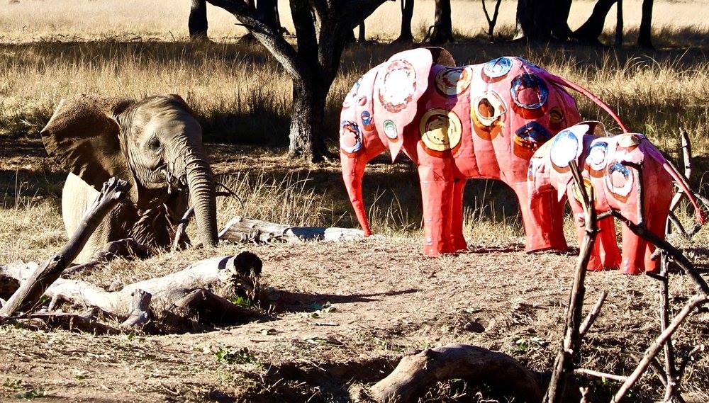 wild is life One by One -John Kotze.jpg