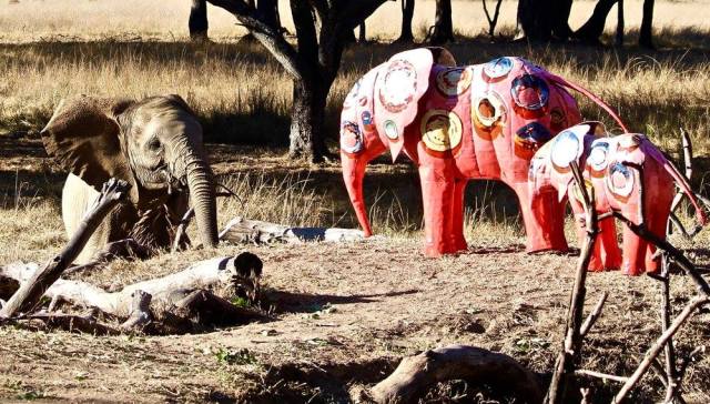 wild is life One by One -John Kotze.jpg