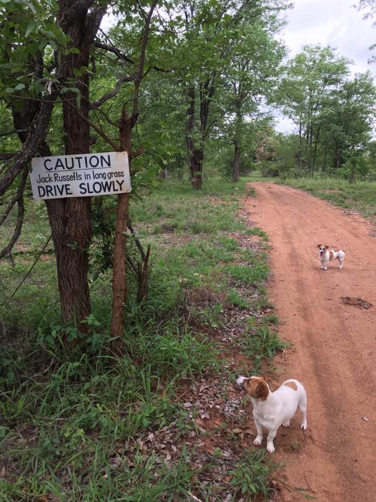 beware jack russells.jpg