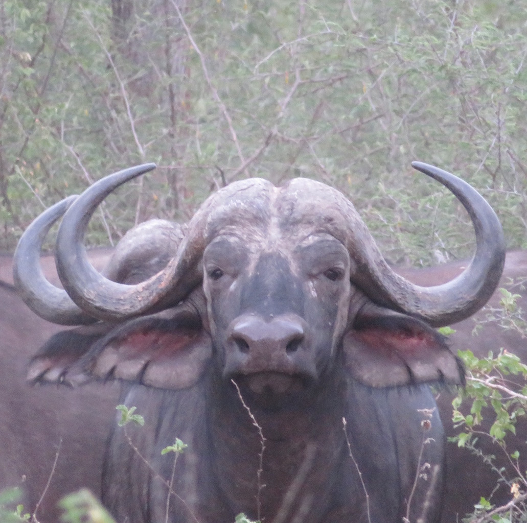 buffalo portrait.jpg