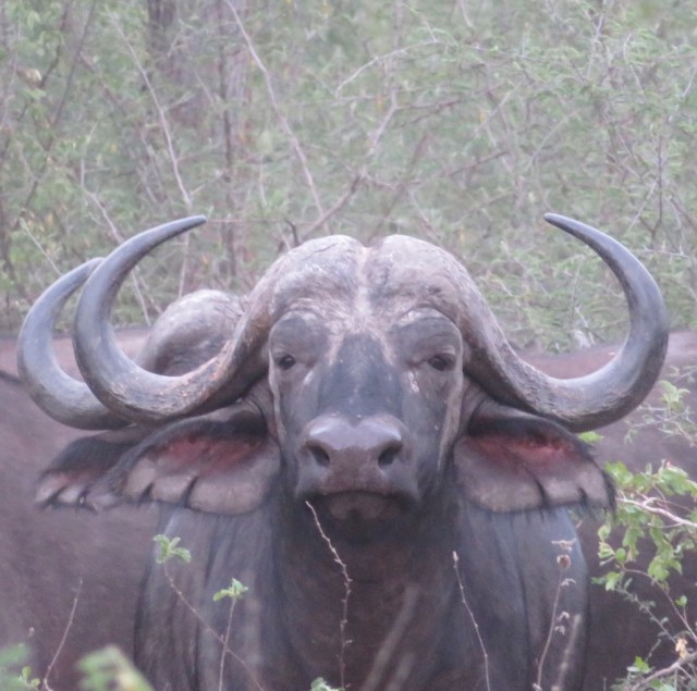 buffalo portrait.jpg