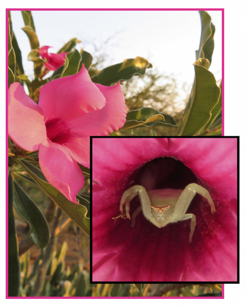 crab spider lo res.jpg