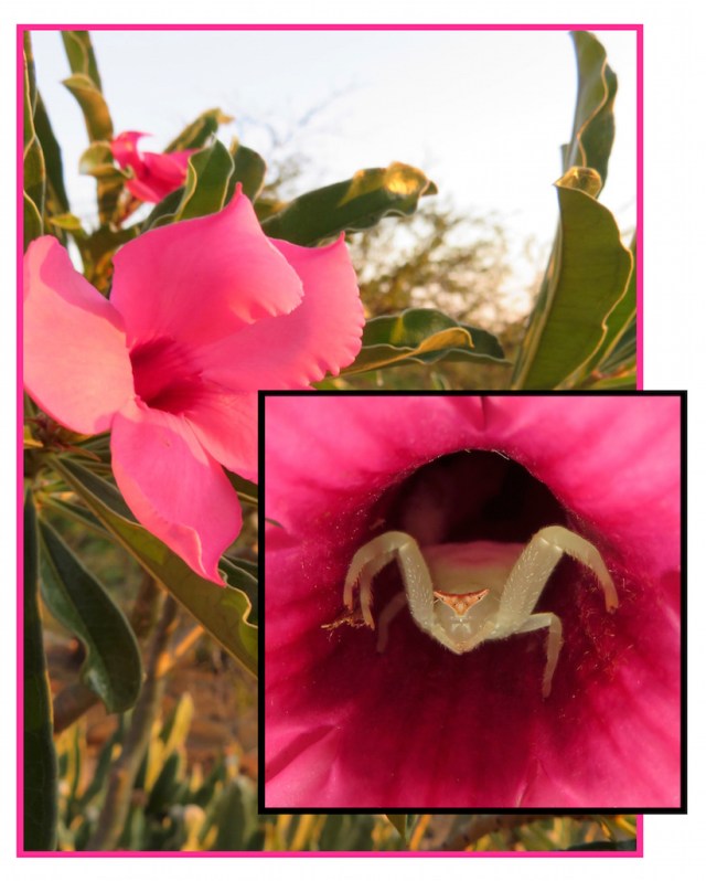 crab spider lo res.jpg