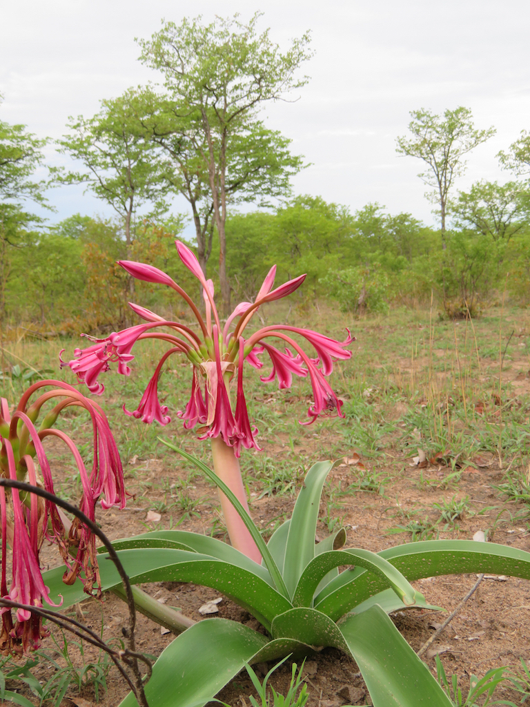 crinum 2.jpg