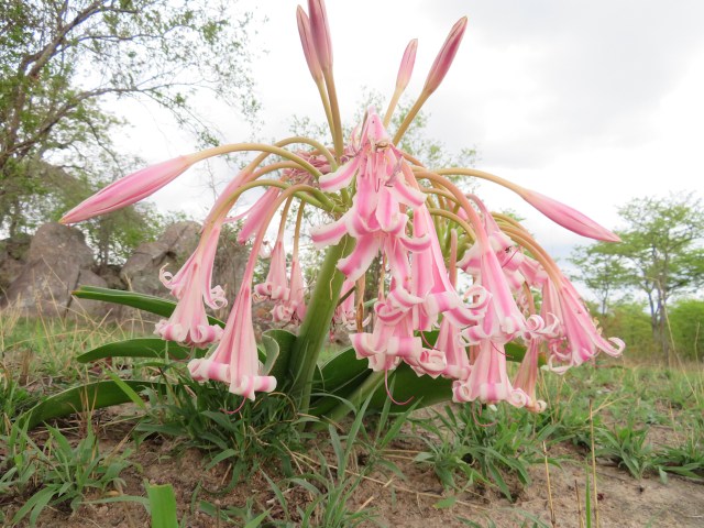 crinum.jpg