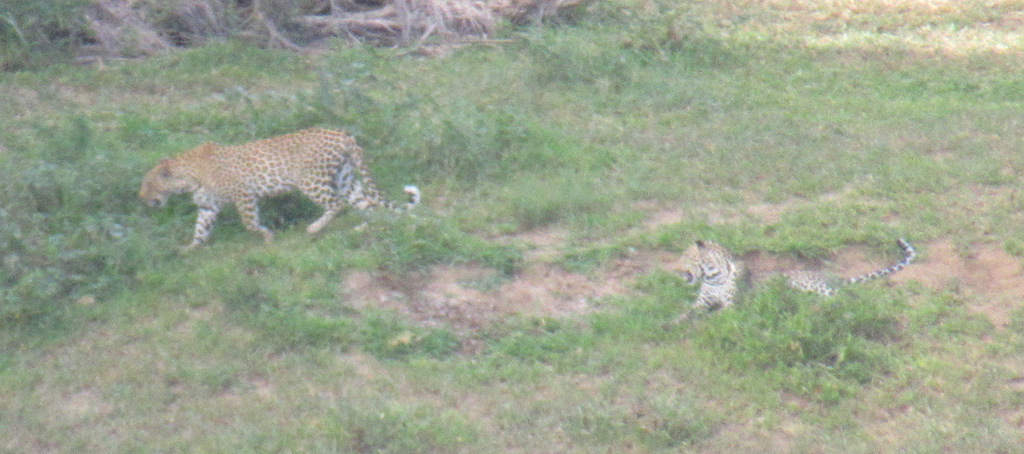 IMG_6966  lo res.JPG