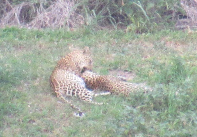 IMG_6975  lo res.JPG