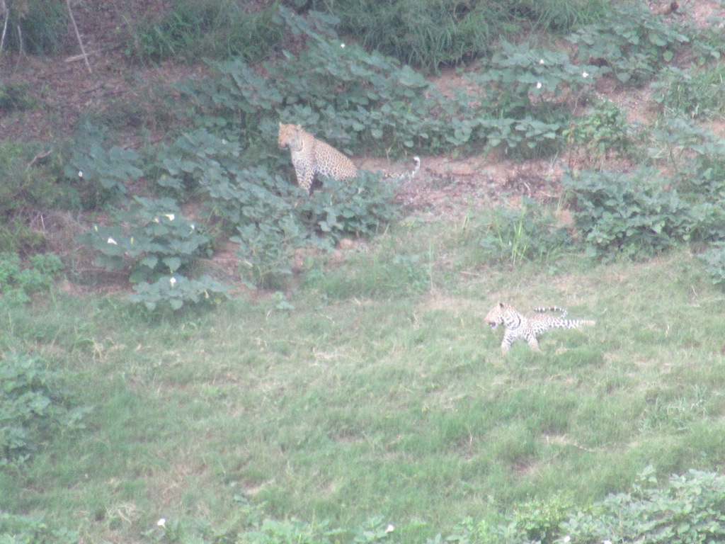 IMG_6993  lo res.JPG