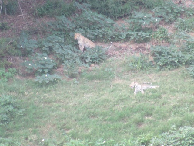 IMG_6993  lo res.JPG