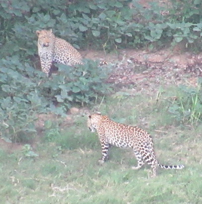 IMG_6995  lo res.JPG