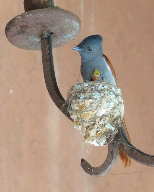 paradise flycatcher and chick