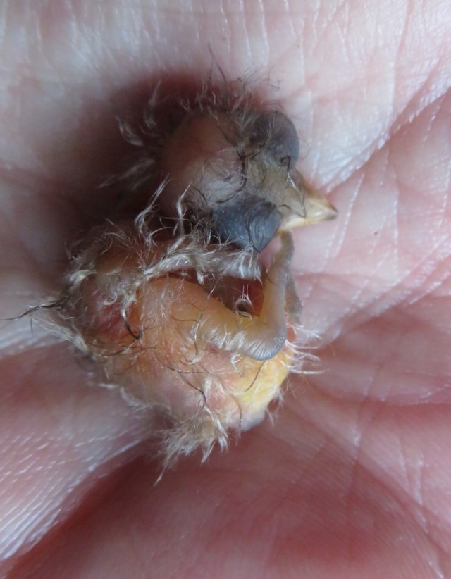paradise flycatcher chick fallen.jpg