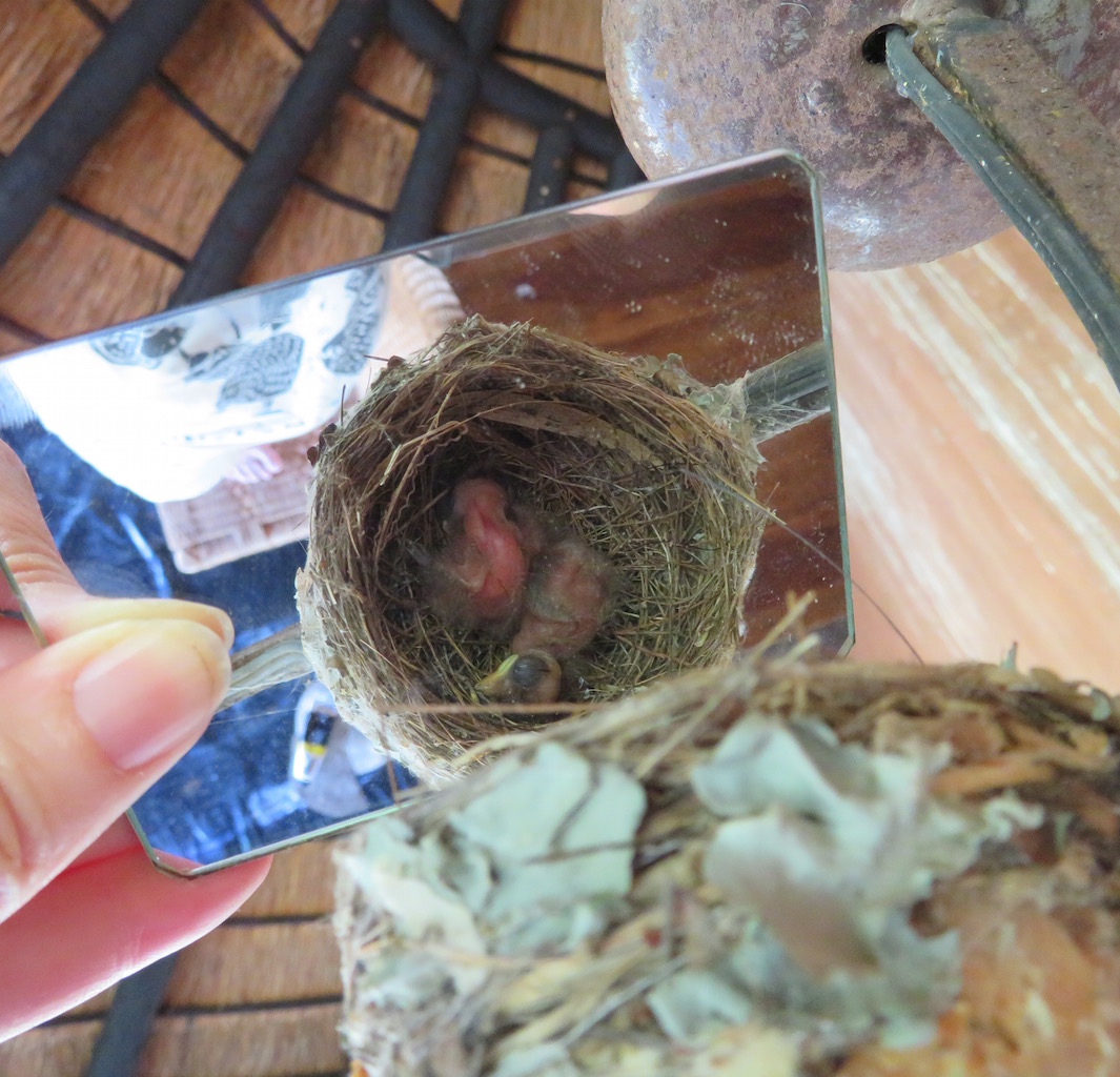 paradise flycatcher chicks x 2.jpg
