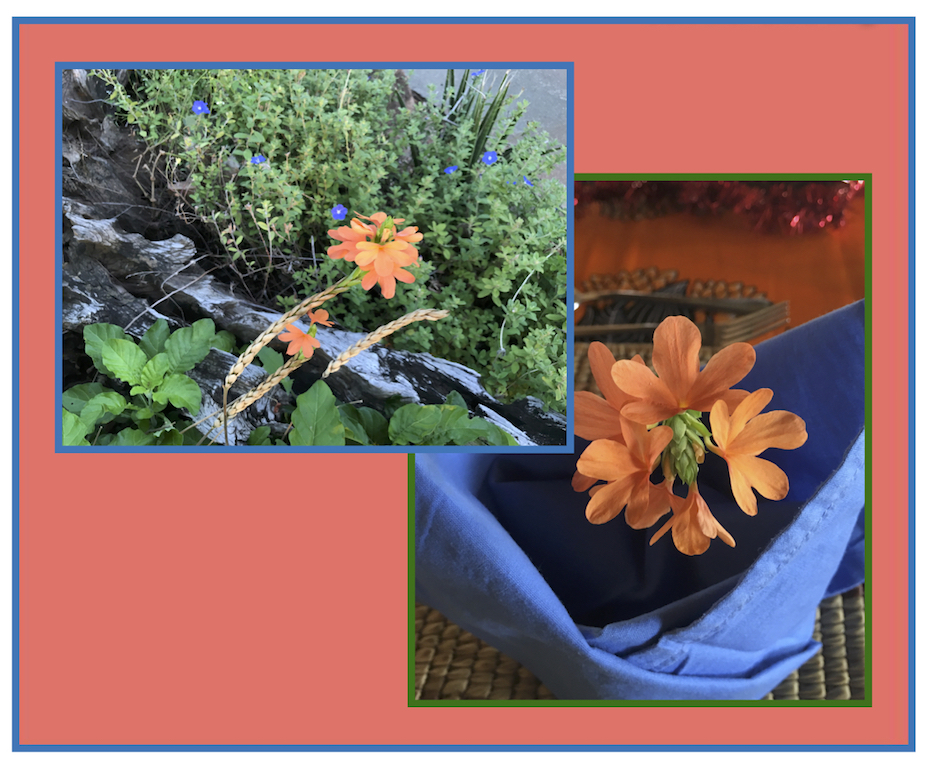  Living Coral and Crossandra flower lo res.jpg